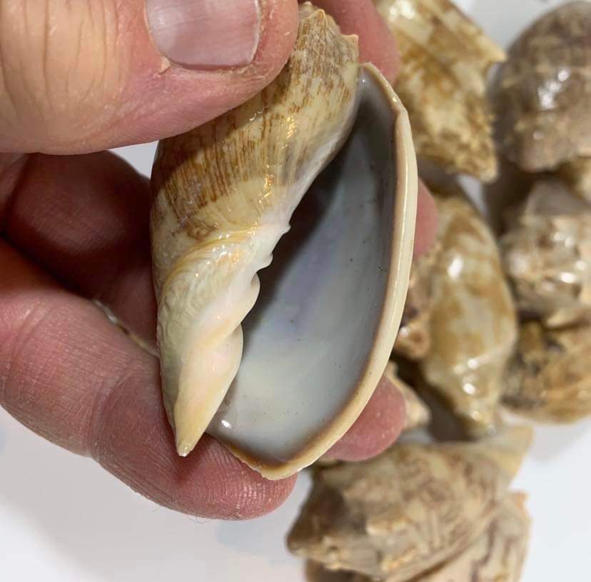 Bat Volute Seashells