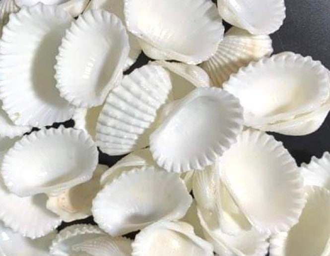 Ark Seashell Supplies