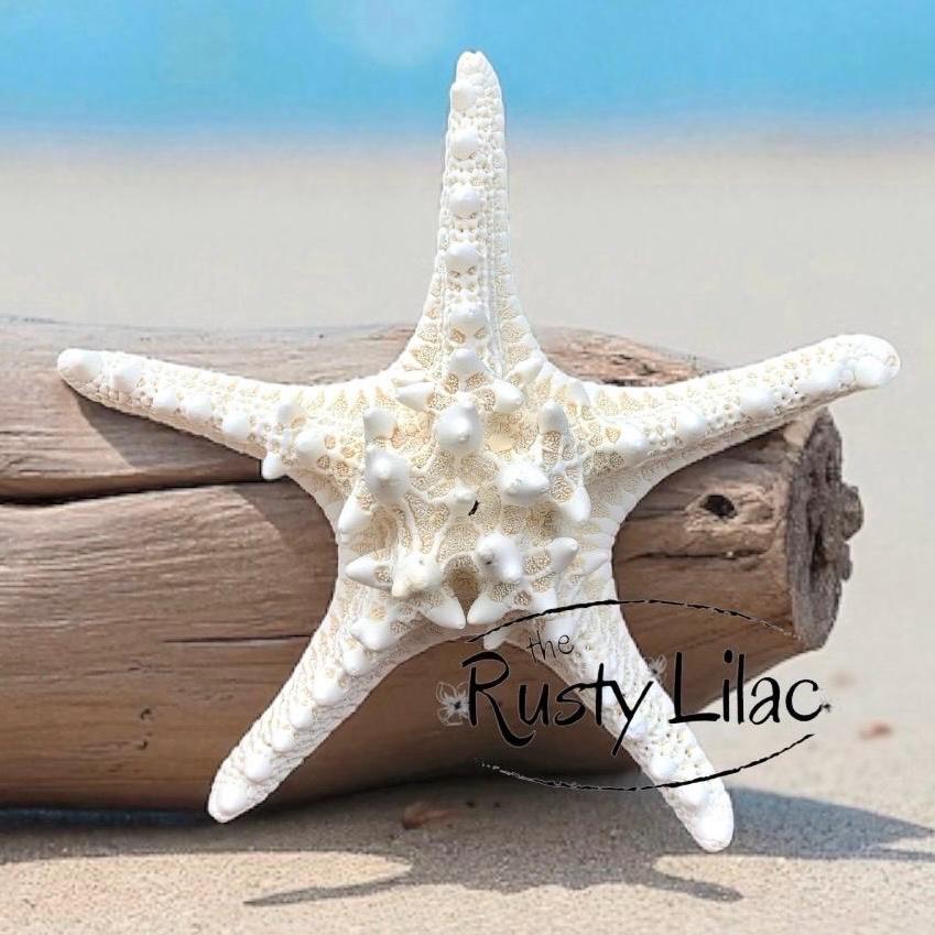 White Knobby Starfish Extra Large