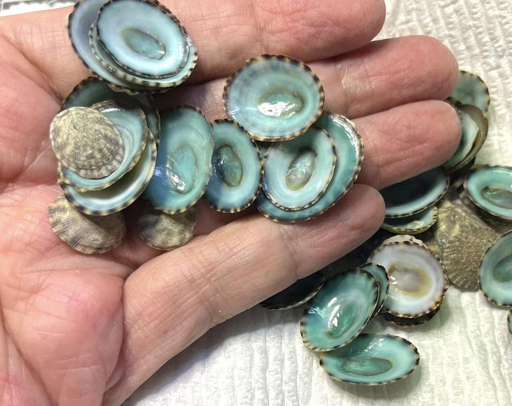 Blue Limpet Seashells Hand Selected