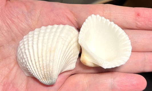 Large White Arc Shells: Hand-Selected Beach Decor - 20 Pcs