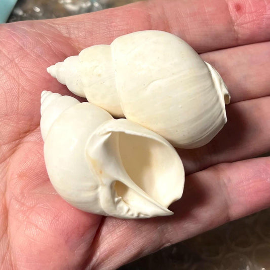 White Babylonia Spirata Shells: Hand Selected Beach Decor, 1-1.75"