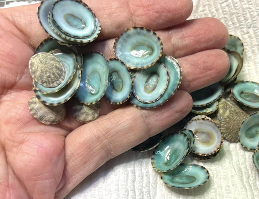 Blue Limpet Seashells Hand Selected