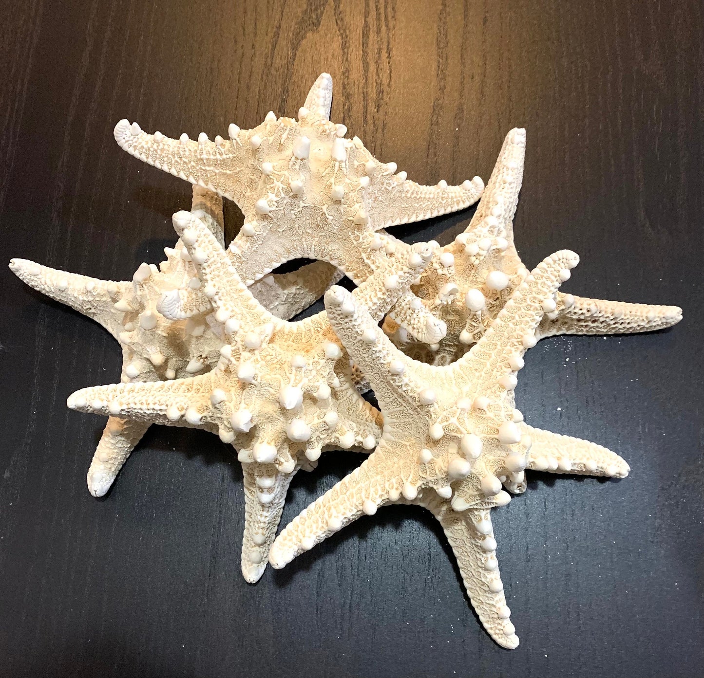 White Knobby Starfish Extra Large