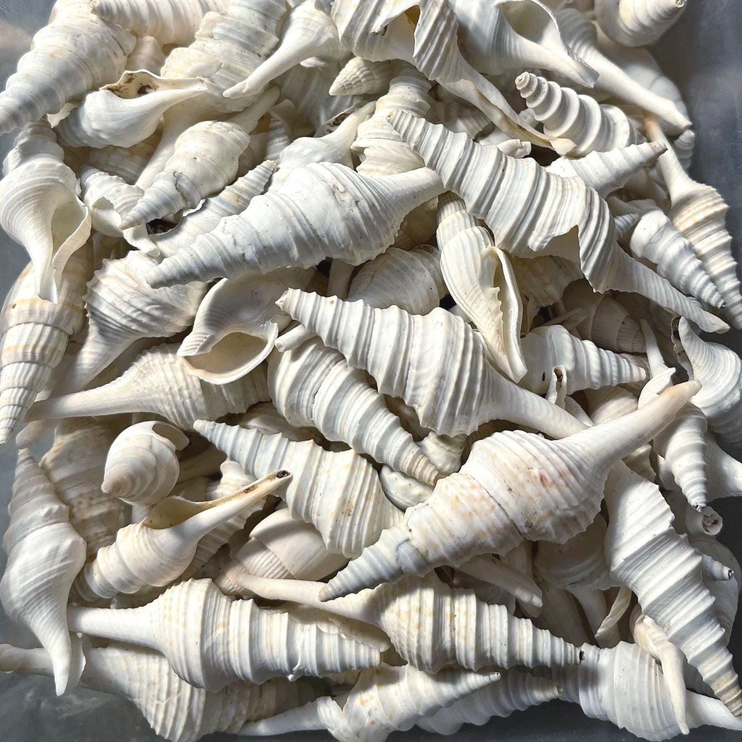 White Turris Seashell Supplies