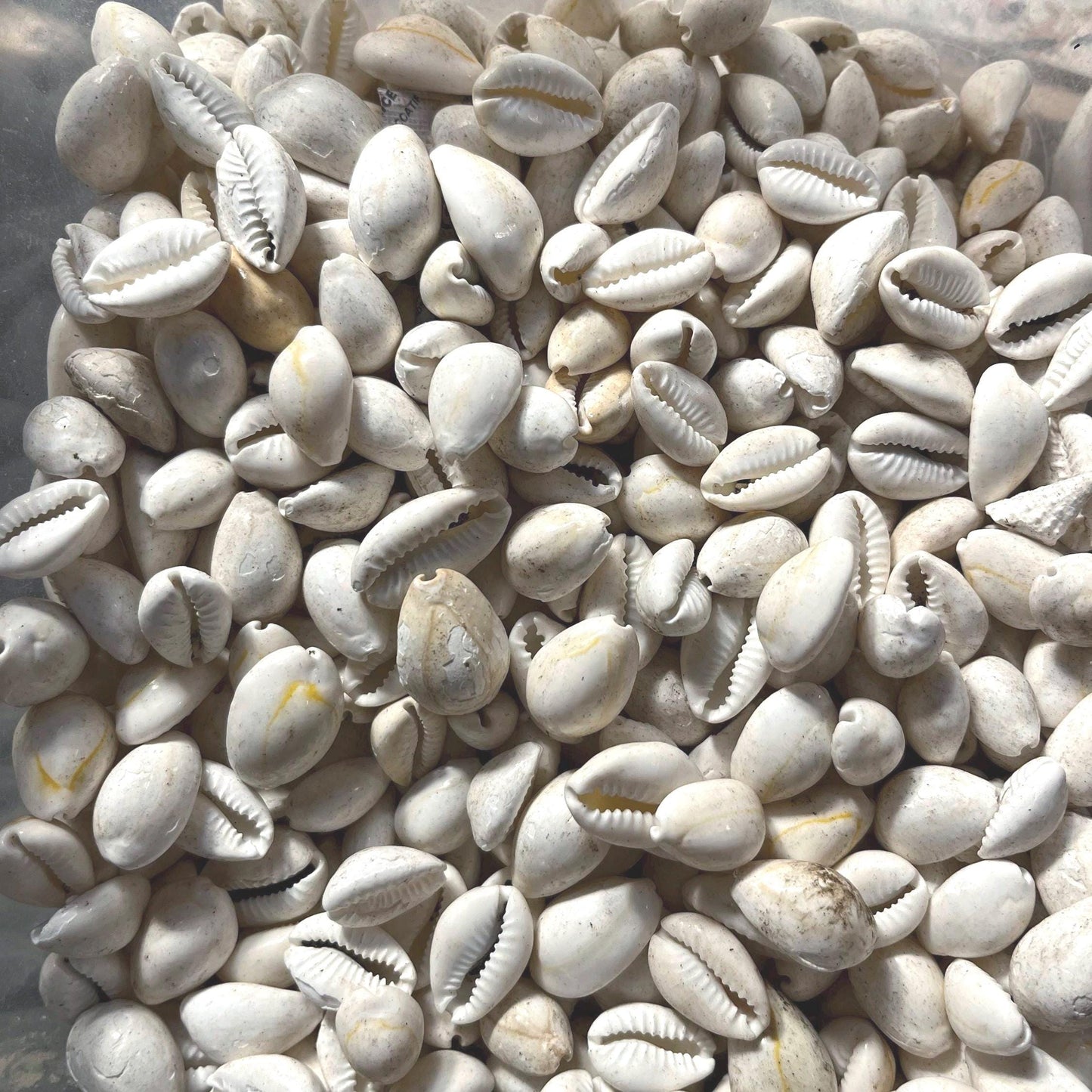 Cowrie Seashell Supplies