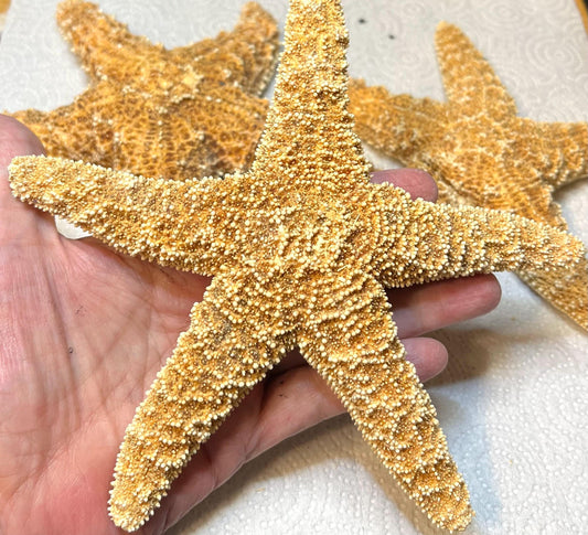 Large Sugar Starfish: Beach Wedding Decor, Coastal Crafts (2 pcs, 7-8")
