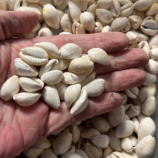 Cowrie Seashell Supplies