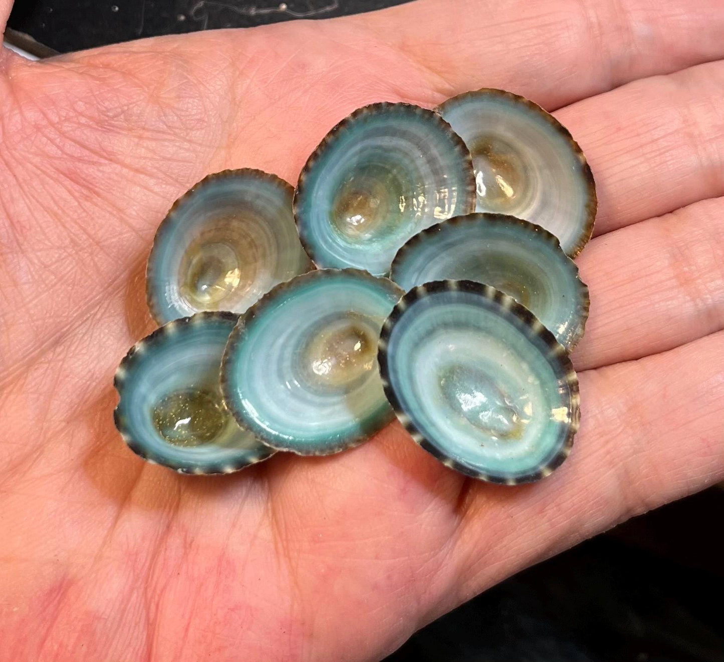 Large Blue Limpet Seashells Hand Selected