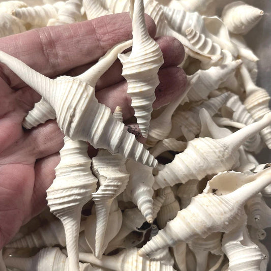 White Turris Seashell Supplies