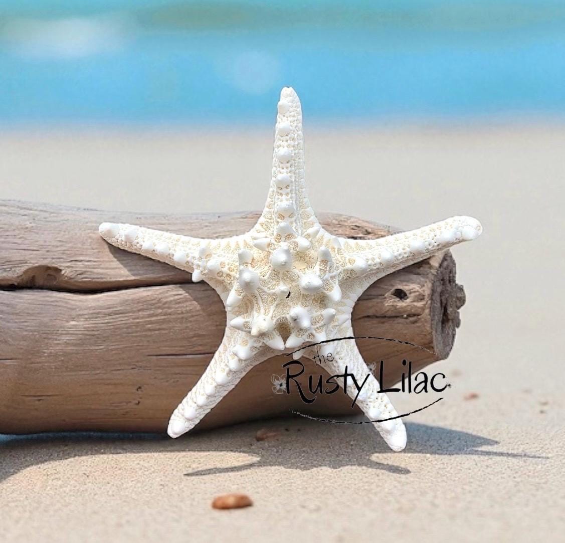 White Knobby Starfish Extra Large