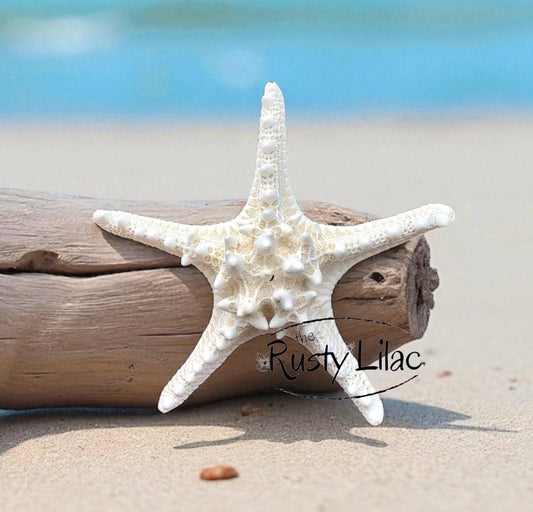 White Knobby Starfish Extra Large