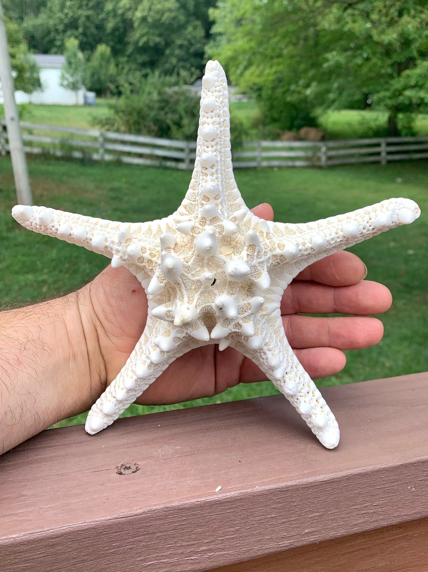 White Knobby Starfish Extra Large