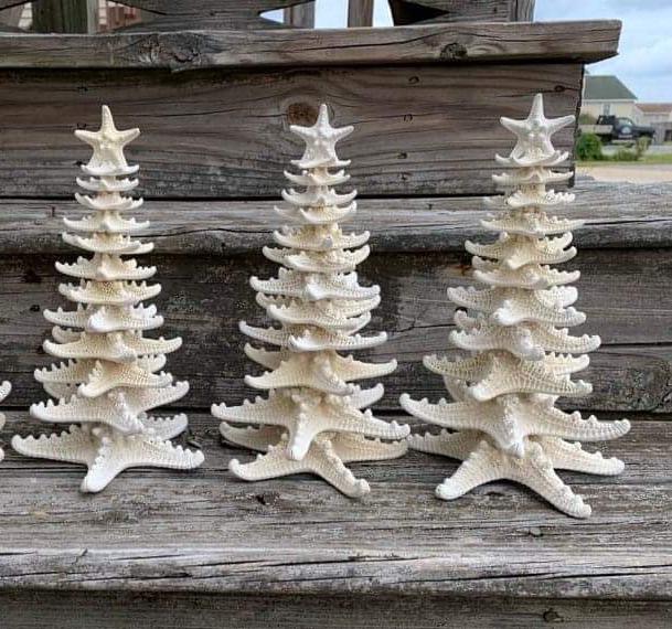 Starfish Tree: Coastal Nautical Decor, Genuine Sea Star (11”)