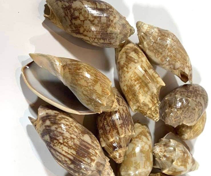 Bat Volute Seashells