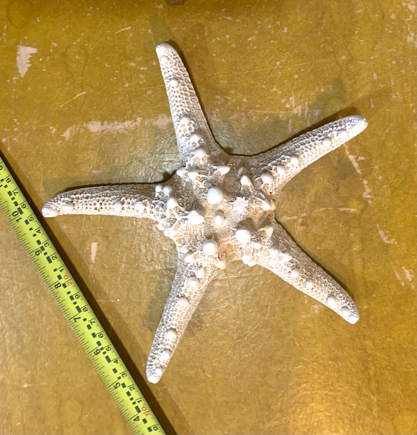 White Knobby Starfish Extra Large