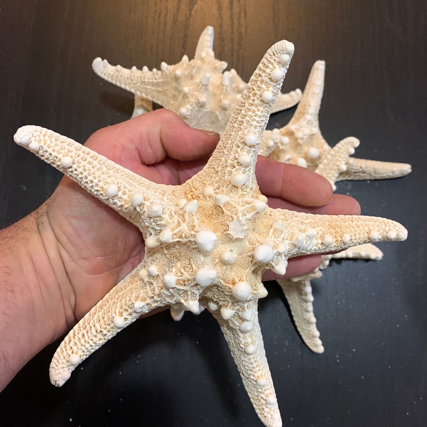 White Knobby Starfish Extra Large