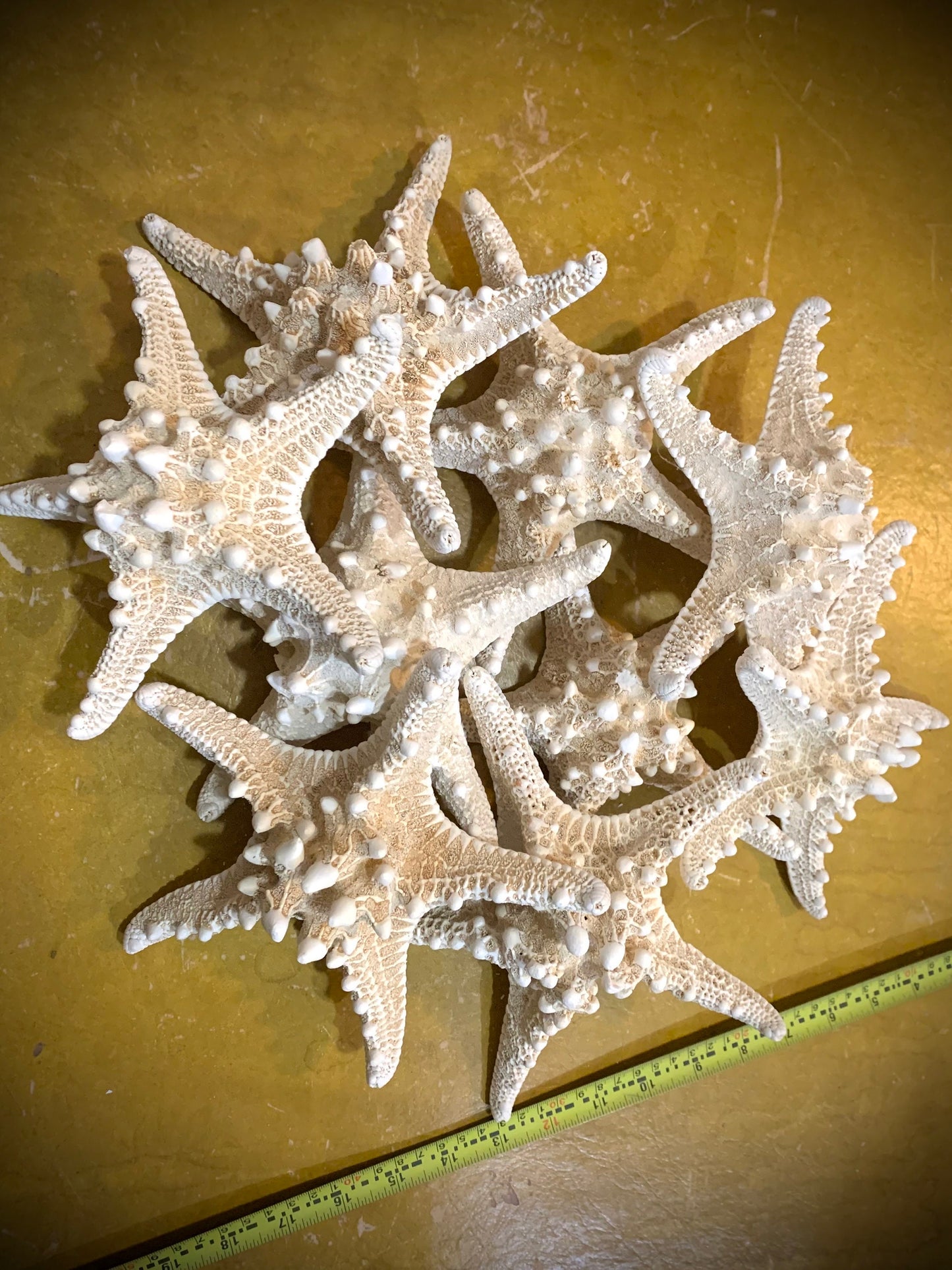 White Knobby Starfish Extra Large