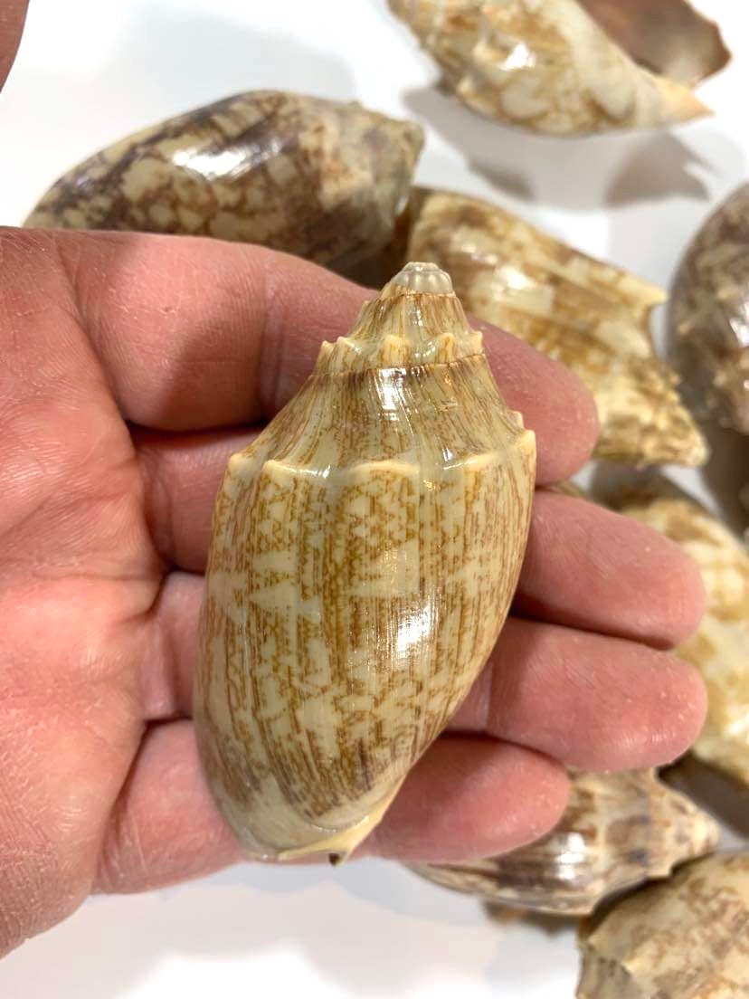 Bat Volute Seashells