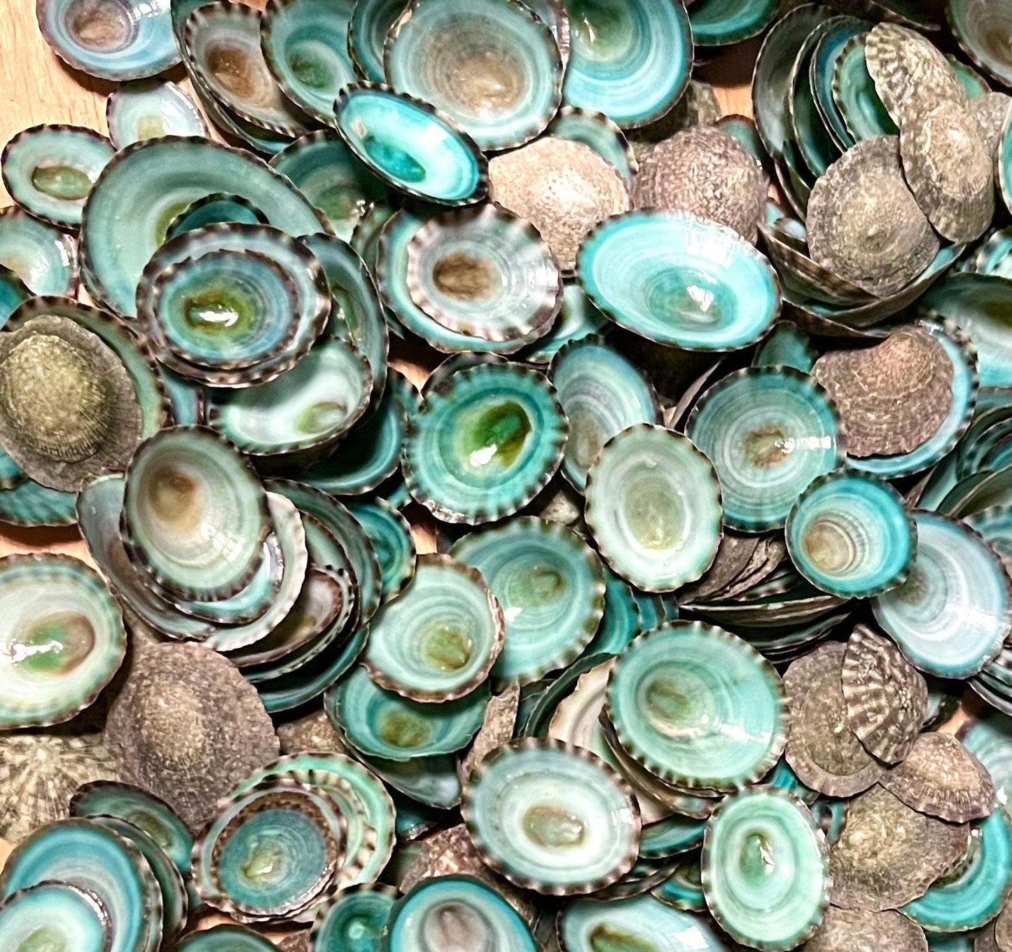 Blue Limpet Seashells Hand Selected