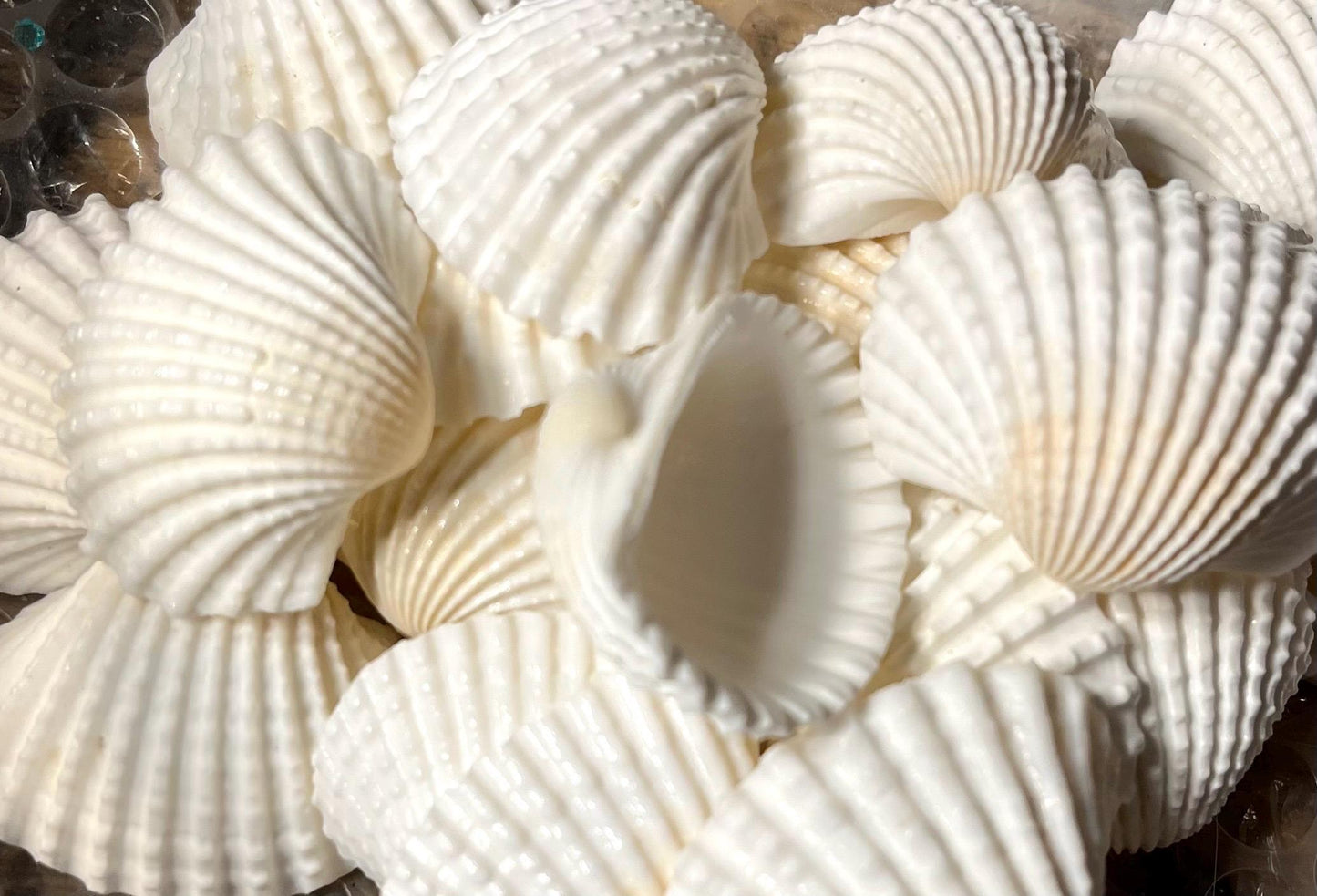Large White Arc Shells: Hand-Selected Beach Decor - 20 Pcs