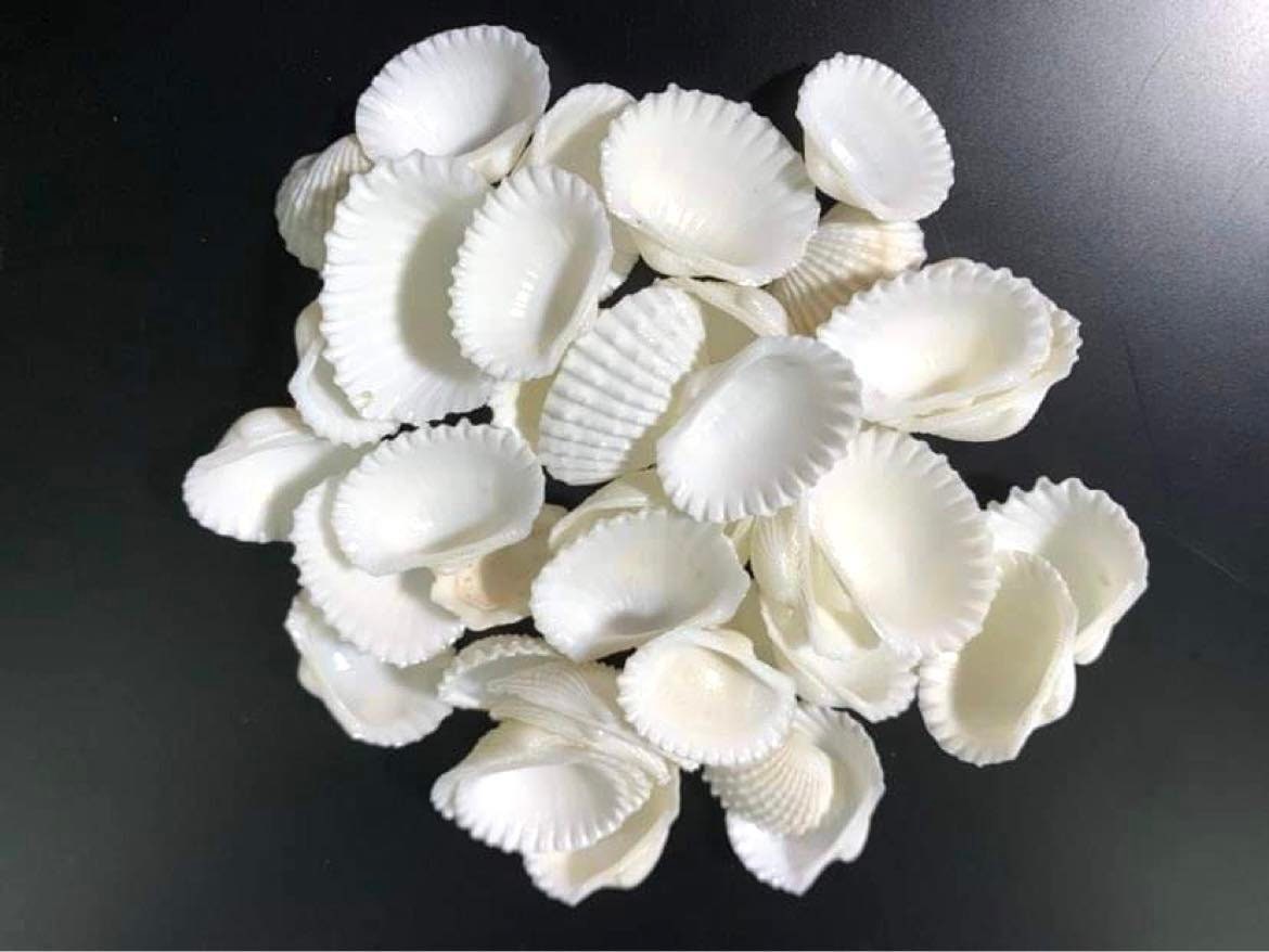Ark Seashell Supplies