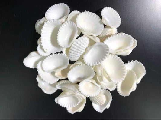Ark Seashell Supplies